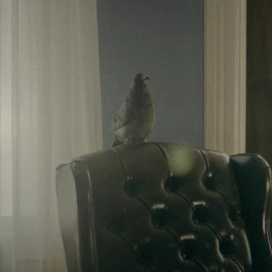 Мистер Голубь